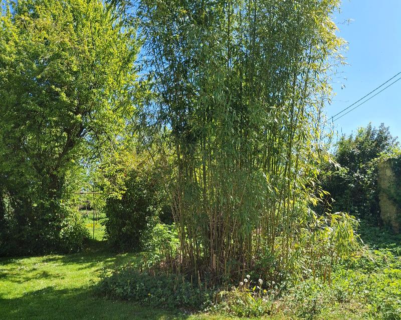 Milieux ligneux